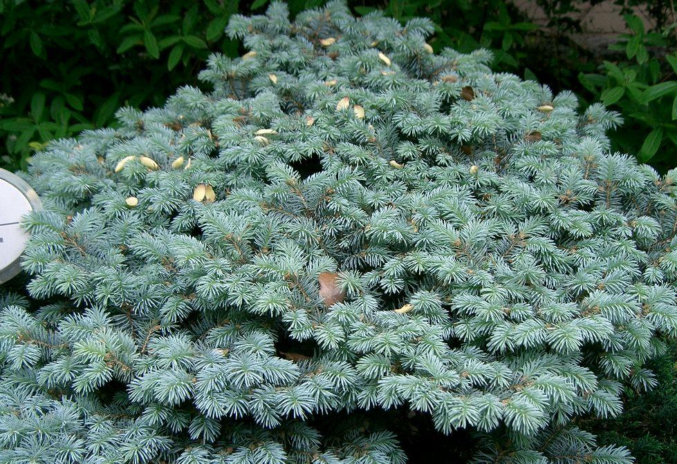 Picea pungens (Mavi Ladin,