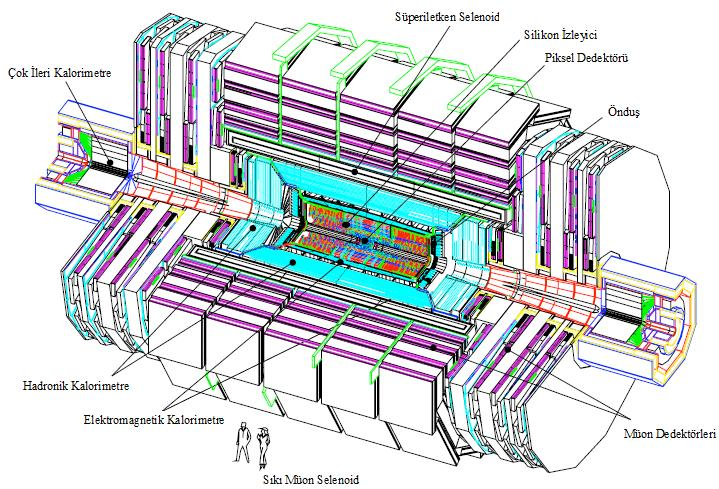 CMS Dedektörü Büyük Hadron Çarpıştırısı(BHÇ) ındaki CMS deneyi (CMS Collaboration, 1992), TeV ölçeğinde fiziği araştımak için tasarlanmış genel amaçlı bir dedektördür.