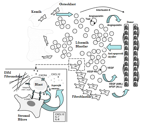 homing gerçekleşir. Lösemik kök hücreler CXCR4 reseptörleri sayesinde güvenli ve elverişli nişlere yerleşir (86). Şekil 2.5.