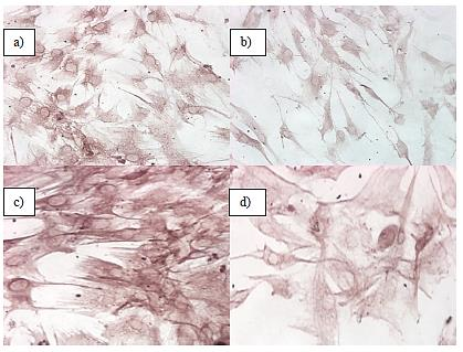 Şekil 4.9. MKH lerde Kaspaz 3 (a,b) ve Bcl-2 nin (c,d) immunositokimyasal olarak boyanmış görüntüleri (invert mikroskop 4x).