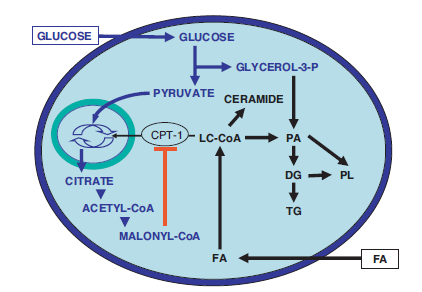 GLUKOTOKSISITE & LIPOTOKSISITE Poitout V, Robertson V.