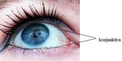 Göz Kasları Gözün hareketlerini, dördü düz, ikisi eğik olmak üzere altı kas sağlar. Bu kaslar bulundukları yer ve işlevlerine göre adlandırılır.