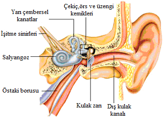 İŞİTME VE DENGE ORGANI Kulak (Auris) İşitme işlevini gören ve denge organını içinde bulunduran anatomik yapıdaki
