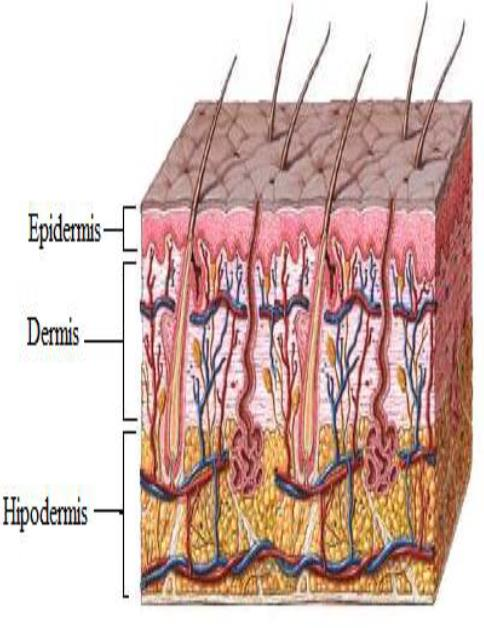 DOKUNMA ORGANI Deri (Cutis) Vücudumuzun tüm yüzeyini örten ve damarlardan zengin bir organdır. Önemli duyu organlarımızdan biri olan deride duyu reseptörleri yaygın olarak bulunur.