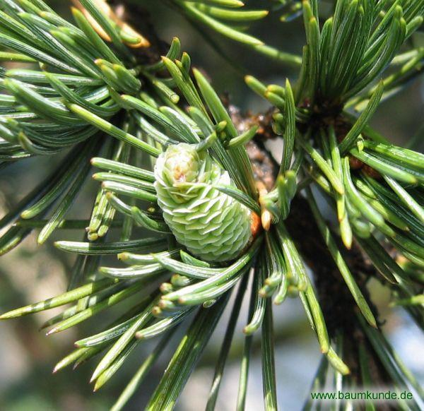 Cedrus libani İğne Yaprak