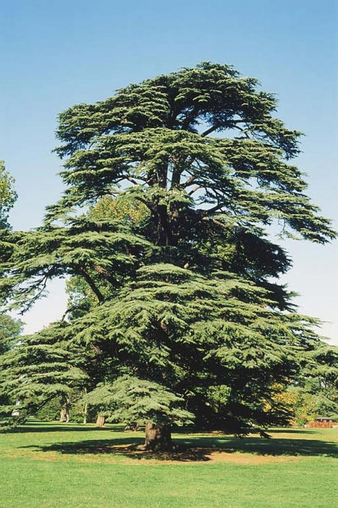 Cedrus libani