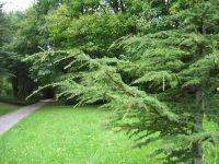 Cedrus brevifolia Kısa