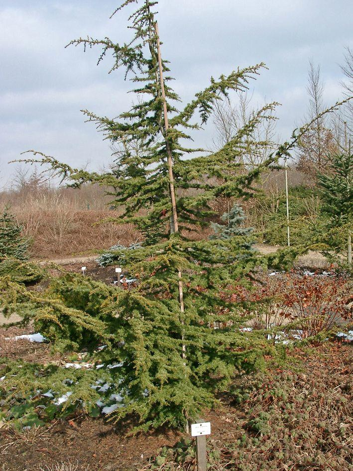 Cedrus brevifolia Gövde Kabuğu Habitus Park ve bahçe düzenlemelerinde