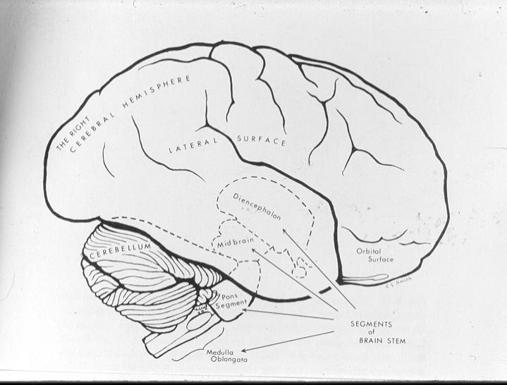 Duygusal beyin dediğimiz sağ beynin limbik sisteme bağlı olduğu görülmüştür. Limbik sistem duygusal süreçlerin sistemidir. Aynı zamanda otonom sinir sistemlerine de bağlıdır.