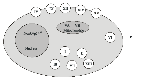 Membrana bağlı CA lar Salgılanan CAVI Sitozolik CA lar Şekil 1.5: CA izoenzimlerinin hücredeki lokalizasyonlarının şematik gösterimi [53]. 1.7.