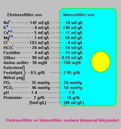 Hücre içi ve dışı arasındaki