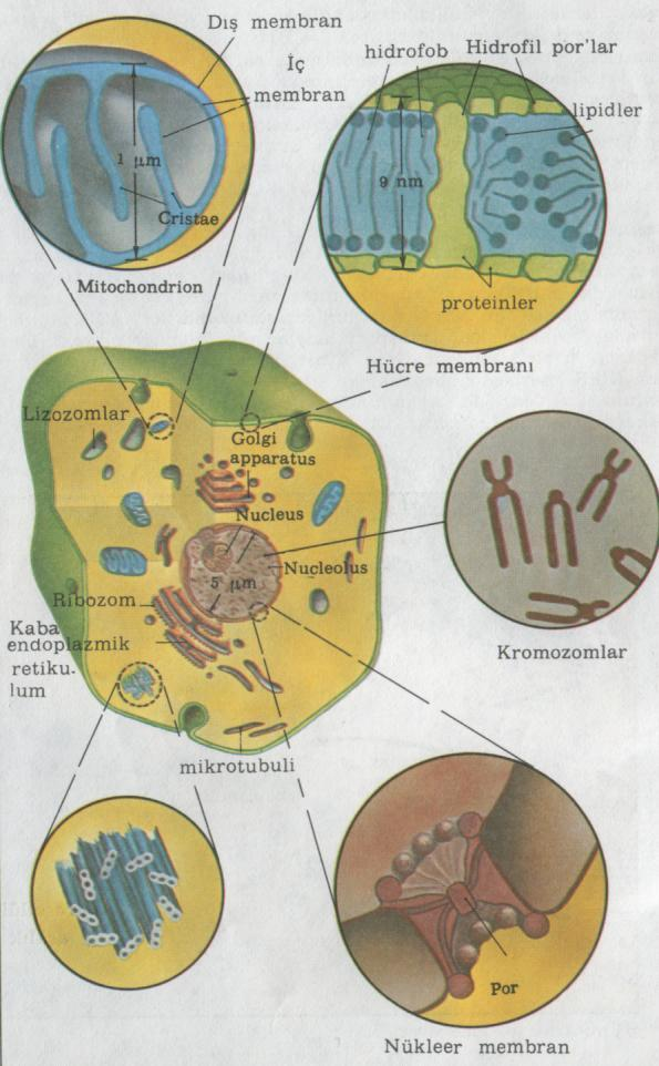 Hücre ve