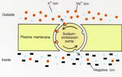Sodyum-Potasyum Pompası depolarizasyon sonrasında