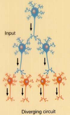 Ayrılan Devreler Bir pre-sinaptik nöron birden fazla postsinaptik nöronla sinaps yapar Beyindeki