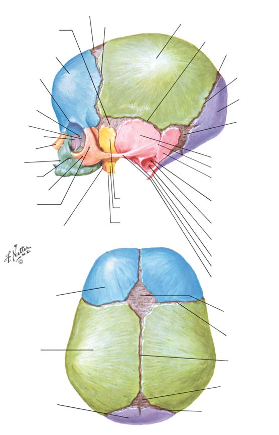 BÖLÜM I LEVHA 8 Yenido an n Kafatas Yenido an n Kafatas Ön fontanel Koronal sütür Parietal kemik Sfenoidal fontanel Tüberozite Skuanöz sütür Frontal kemik Skuamöz parça Supraorbital çentik (foramen)