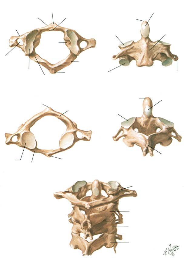 BÖLÜM I LEVHA 10 Atlas ve Aksis Atlas ve Aksis Yatay Ön tüberkül Ön arkus Lateral kütle Dens için artiküler faset Üst artiküler faset Dens Ön artiküler faset Gövde Yatay delik Üst artiküler faset