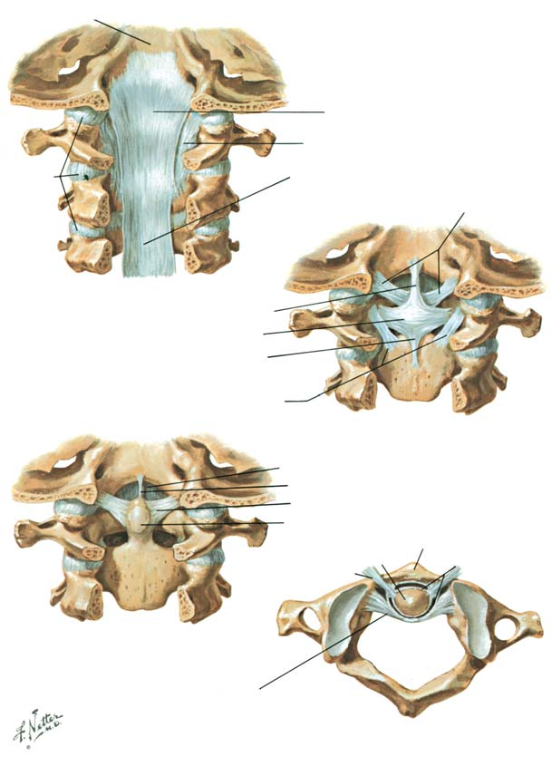 BÖLÜM I LEVHA 13 ç Kraniyoservikal Ligamanlar Kafatas taban ç Kraniyoservikal Ligamanlar Omurga kanal n n omur gövdelerinin arka yüzlerindeki ligamanlar görülür hale getirmek için spinal lar ve omur