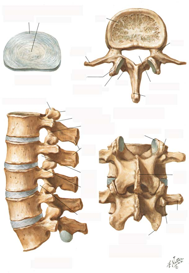 BÖLÜM I LEVHA 15 Lomber Omurlar ve ntervertebral Diskler Lomber Omurlar ve ntervertebral Diskler Anulus fibrozus Nukleus pulpozus Gövde ntervertebral disk Üst artiküler Lomber omurlar (yandan