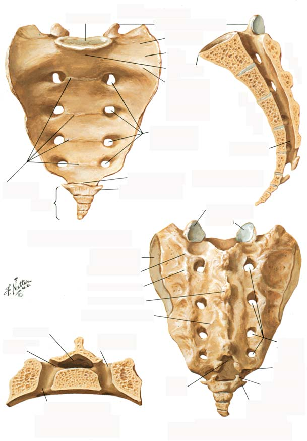 BÖLÜM I LEVHA 17 Sakrum ve Koksiks Sakrum ve Koksiks Sakrumun taban Üst artiküler Lateral bölüm Ala Promontorium Arka yüz Yatay çizgiler Koksiks Sakral kanal ntervertebral foramen Pelvik yüz (hafifçe