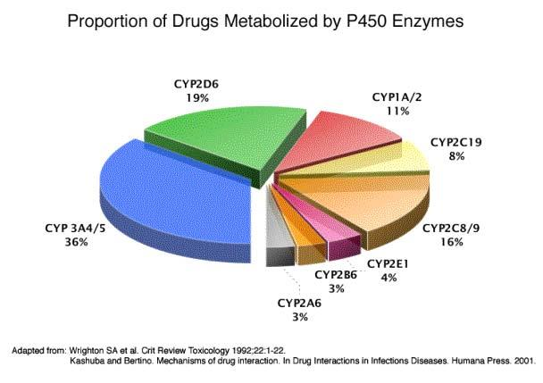 İnsan 14 aile mevcut %95 6 CYP İnsanlar arasında fark var CYP 2C19 zayıf metabolize