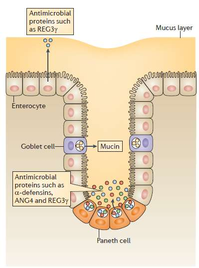 Antimikrobiyal Savunma Sommer and Bäckhed-