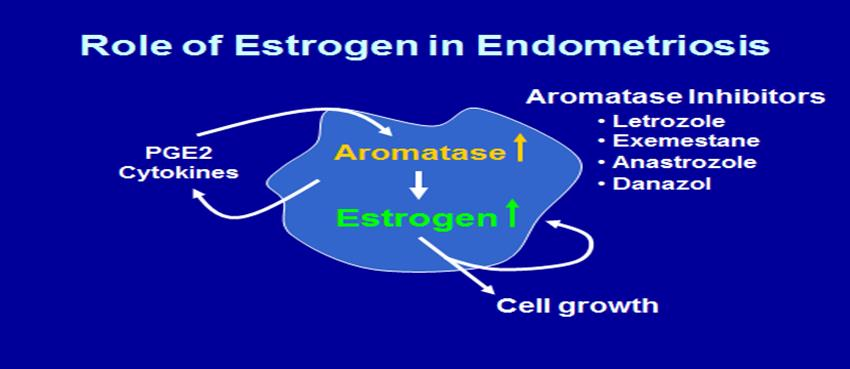 Aromataz İnhibitörleri Aromataz İnhibitörleri estrojen biyosentezinin inhibisyonunun