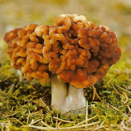 Geç Gastrointestinal(GI) Semptomlar İki farklı cins Gyromitra ve Amanita Avrupa iskandinavlarda Gyromitra esculenta (the