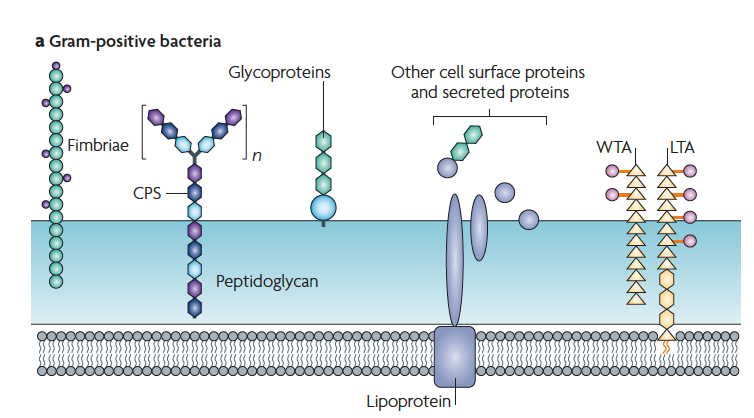 Bakteri hücre yüzey molekülleri G(+) bakteri glikoproteinler Hücre yüzeyi ve salgılanan proteinler teikoik