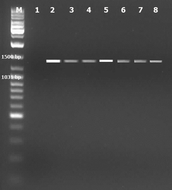 3. BULGULAR Bu çalışmada, Adnan Menderes Üniversitesi Veteriner Fakültesi Mikrobiyoloji Anabilim Dalı na getirilen mastitis problemi gösteren hayvanlara ait sütler ile çeşitli işletmelerden sağlanan