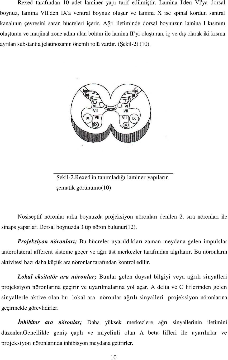 Ağrı iletiminde dorsal boynuzun lamina I kısmını oluşturan ve marjinal zone adını alan bölüm ile lamina II yi oluşturan, iç ve dış olarak iki kısma ayrılan substantia jelatinozanın önemli rolü vardır.