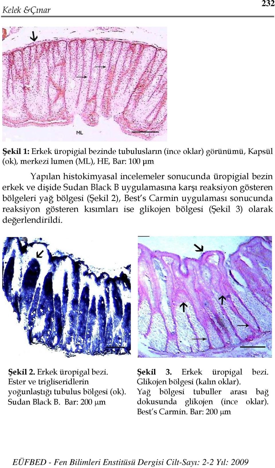 gösteren kısımları ise glikojen bölgesi (Şekil 3) olarak değerlendirildi. Şekil 2. Erkek üropigal bezi. Ester ve trigliseridlerin yoğunlaştığı tubulus bölgesi (ok).