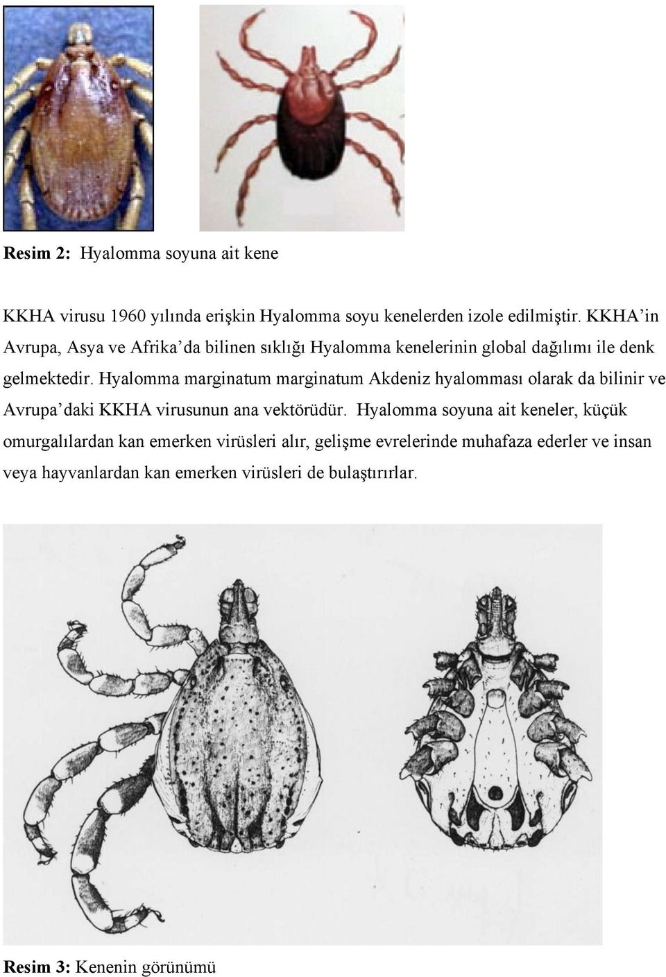 Hyalomma marginatum marginatum Akdeniz hyalomması olarak da bilinir ve Avrupa daki KKHA virusunun ana vektörüdür.