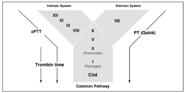 HEMATOLOJİ Tam kan sayımı 2 ml EDTA lı kan Cell counter Lökosit, eritrosit, hemoglobin, hematokrit, MCV, MCH, MCHC, trombositler Formül Lökosit 2 ml EDTA lı kan Cell counter, Mikroskobi Bazofiller,