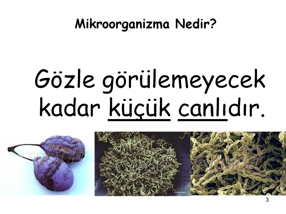 Mikroorganizma nedir? Eski yunanca bir isim olan bu kelime mini canlı olarak şimdiki türçeye çevrilebilir. Mikro küçük; organizma canlı anlamına gelir.