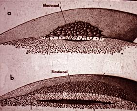 Morula boşluğu kısa zamanda genişleyerek blastocoel e dönüşür ve böylece disk şeklinde bir blastula meydana gelmiş olur.