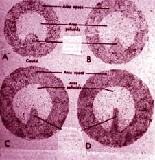 4-6 saatlik kanatlı embriyosu: sulcus primitivusun oluşması Blastoderm yalnızca çevre kısmında vitellus ile kaynaşmış durumdadır.