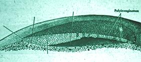 Area pellucida daki blastoderm hücreleri aşırı bir çoğalma gösterirler.