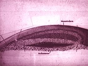 Endodermin oluşmasından sonra bu tabaka ile vitellus kütlesi (yumurta sarısı) arasında kalan blastocoel artığı da Archenteron (ilk barsak kanalı) adını alır.