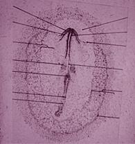 22 saatlik kanatlı embriyosunda gelişmeler İndiferent hücre topluluğu, chorda dorsalis ve mezodermi oluşturduktan sonra kendisini meydana getiren sulcus primitivus, fossa primitivus, ve nodus