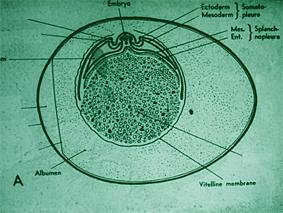 2 günlük tavuk embriyosu SOMATOPLEURA (dıştadır) = Lateral mezodermin paryetal yaprağı (somatik mezoderm) +ektoderm SPLANCHNIOPLEURA (içtedir)= Lateral mezodermin visceral yaprağı