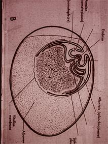3 günlük tavuk embriyosu Somato ve splanchniopleura lar arasında bir boşluk bulunur.