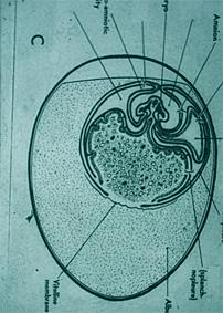 5 günlük tavuk embriyosu Exocoelom ise extraembriyonal keseleri (CHORİON, VİTELLUS, AMNİON ve ALLANTOİS KESELERİ) içinde bulunduran büyük bir boşluk halinde kalır.
