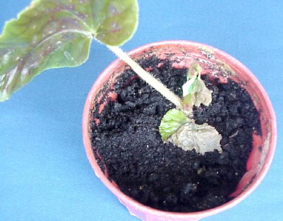 4.BULGULAR VE TARTIŞMA Rizomlu begonyaların diğer bir çeşidi olan Begonia metallica da ilk simptomlar yaprakların uç kısmında gözlenmiştir.