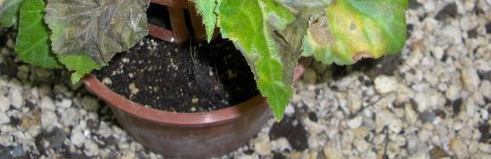 4.BULGULAR VE TARTIŞMA Yumrulu begonyalardan Begonia tuberhybrida çeşitlerinden Futta, Kleo ve Pale Pink de sırasıyla yaprak yanıklığı %53, 57, 67 oranında belirlenmiş ve skala değeri olarak 4 de yer