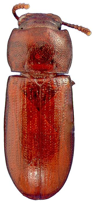 Gnathocerus cornutus (F.) Erginler parlak kahverenkli veya kırmızı renkte, 3-4 mm. boydadır.