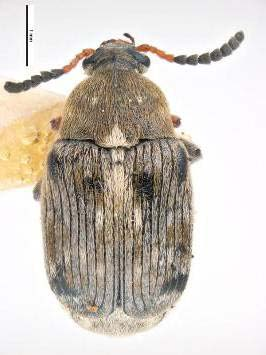Bruchus rufimanus Boh. Erginler 3 mm. kadar boydadır. Genel görünüşü Bruchus pisorum a çok benzer.