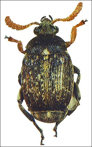 Diğer önemli Bruchus spp.