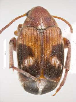 Callasobruchus maculatus F. (Börülce tohum böceği) Erginler 2.5-3.5 mm. boyda, siyah veya kırmızımsı gri renktedir.