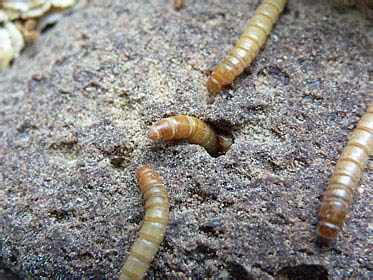 Tenebrio molitor L. (Un kurdu) Larva 20-25 mm. boyda sarımsı renktedir.