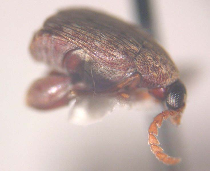 Acanthoscelides obtectus Say.(Fasulye brukusu) Dünyada geniş bir yayılış alanına sahip olan bu tür yurdumuzda hemen her tarafta bulunmaktadır. Erginler 2.5-3.5 mm.